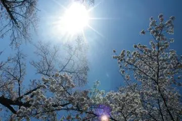 <p>Sun kissed blossoms</p>