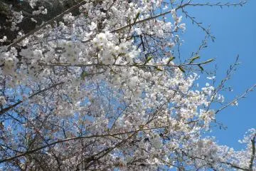 <p>Yet another view of the sakura</p>