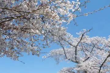 <p>Each glimpse of the cherry blossoms was a lovely sight</p>