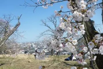 <p>Beautiful blossoms</p>