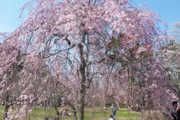 <p>There are different varieties of trees in this park</p>