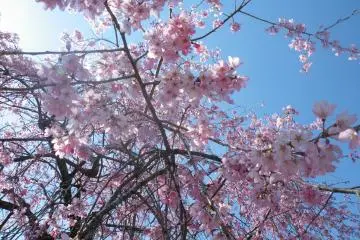 <p>Cherry blossoms tinged with golden rays against a blue sky</p>