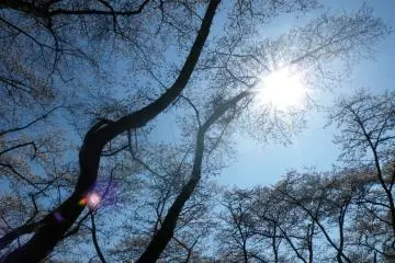 <p>Some of the trees here are very tall indeed. &nbsp;</p>