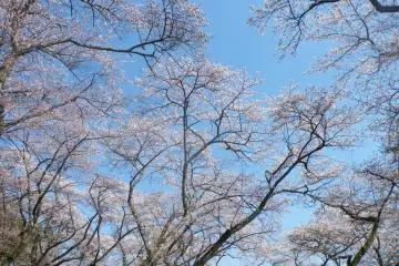 <p>Even though there are no leaves, the sprawling branches provide sufficient shelter for those who don't want to feel the brunt of the spring sun.</p>