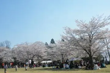 <p>Cherry blossom trees at a glance.</p>