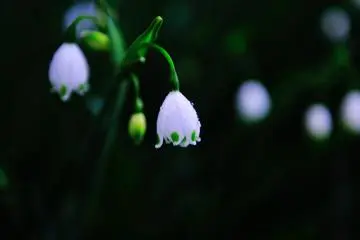 แสงสีขาว หยาดฝนสีขาว