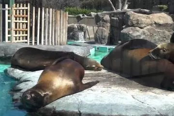 上野動物園 -4　イケメンの肉食獣