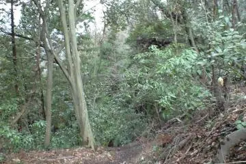 Walking along the forested Lake trail
