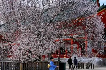 A woman in a blue kimono stands under a cherry tree in the courtyard of Heian Shrine