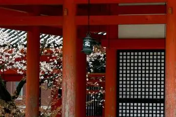 The blossoms are a wonderful counterpoint to the rich vermilion color of the shrine