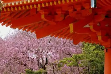 Pink cherry blossom framed by the eaves of the shrine