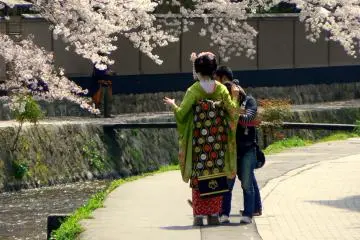 <p>Another maiko under the cherry blossoms</p>