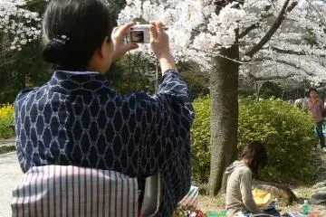 <p>Kimono and cherry blossom</p>