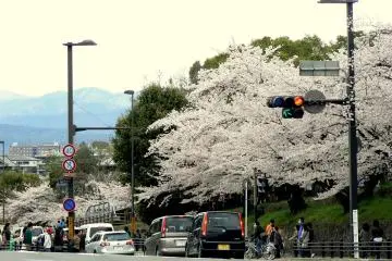 สี่แยกเคะอะเกะค่อนข้างคึกคักในฤดูใบไม้ผลิ