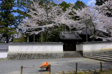 <p>Cherry blossoms around a gate</p>
