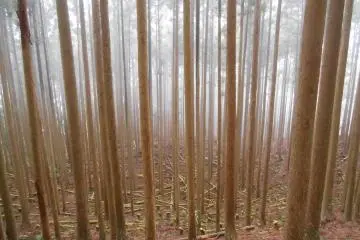 <p>Les for&ecirc;ts mystiques de Totsukawa &nbsp;</p>