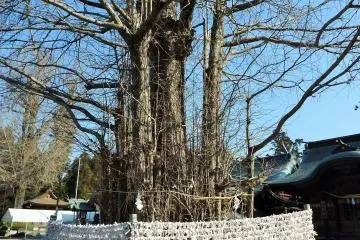 <p>This ancient camphor&nbsp;tree is surrounded by unwanted o-mikuji (fortunes).</p>