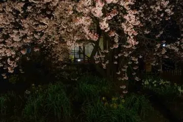 <p>There are many pretty flowers such as daffodils also blooming in the garden</p>
