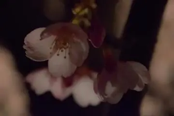 <p>Cherry flowers shine in the dark like a lamp shade</p>