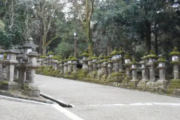 <p>Path lined with stone lanterns</p>