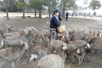 <p>Snack time for the deer in Nara park</p>