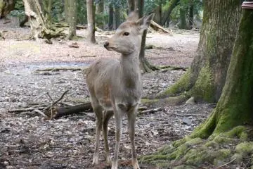 <p>This deer just heard the sound of a horn</p>
