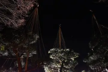 <p>Pine trees with snow protection reaching for the night sky</p>