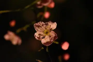 ดอกพลัมสีชมพู