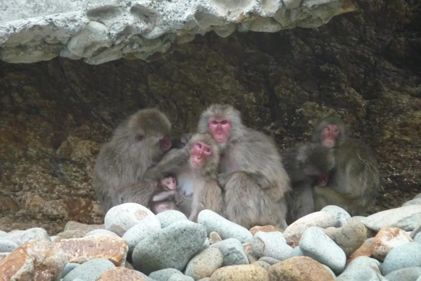 Wild Monkeys' Paradise, Nishi Izu