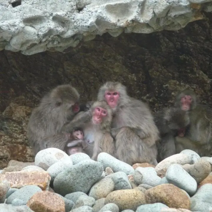 Wild Monkeys' Paradise, Nishi Izu - Shizuoka - Japan Travel
