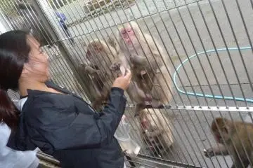 You buy packets of fruit (e.g. tangerines slices), vegetables (e.g. yam slices), or crackers to feed the monkeys.  They cost about 300-500 yen per packet but you get a fair amount of food to give the monkeys.