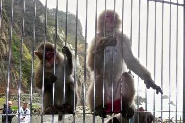 The monkeys are hungry and climb all over the cage bars and reach their arms through to grab a slice of food.