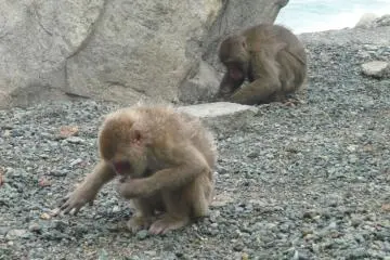 Monkeys foraging for food.