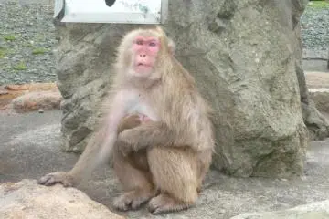 There were about 30 baby macaque monkeys born this season.
