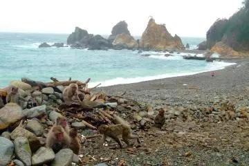 The monkeys hang out on the beach too.  It is typically rare for the monkeys to live this close to the beach.