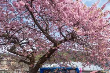 <p>A vendor selling local produce beneath one of the Kawazu sakura. Scenes like this are common at the festival.</p>