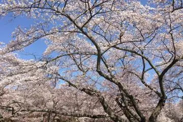 <p>At this park you can have a picnic under a canopy of cherry blossoms.</p>