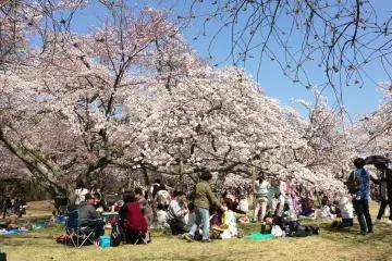 <p>It's an excellent location for a picnic.</p>