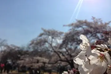 <p>There are so many trees that you'll always have a backdrop of more trees each time you stop to admire the flowers.</p>