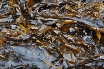 <p>Wakame or seaweed.</p>