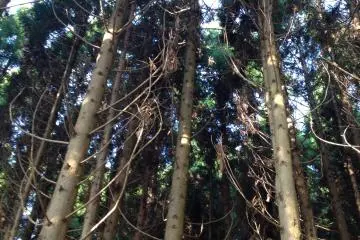 <p>The forests of Oshika-hanto.</p>