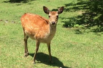 <p>The friendly deer on Kinkasan.</p>