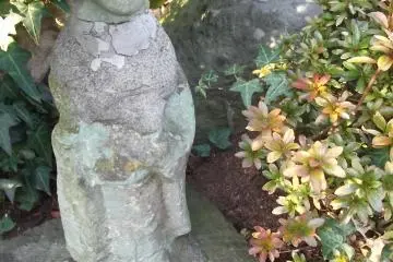 <p>Enjoying the shade of a shrubbery at Renkei-ji</p>