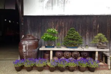 <p>A pretty display of flowers and bonsai trees outside the&nbsp;Sagawa soy sauce factory.</p>