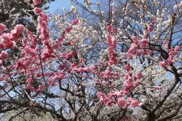 <p>ทั้งสวยทั้งหอม</p>