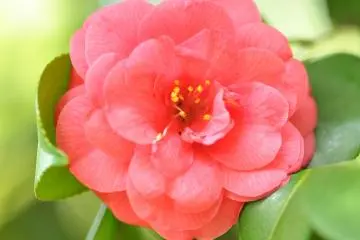 <p>ในสวนญี่ปุ่นดอกคามิเรียจะดูสวยสง่างามเหมือนราชินี</p>
