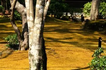 Yellow carpet under the trees, basking in spring sunshine