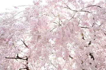 <p>Cherry boughs cascading like lithe silk threads!</p>