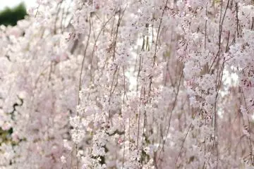 <p>Weeping cherry trees cascading like an avalanche</p>