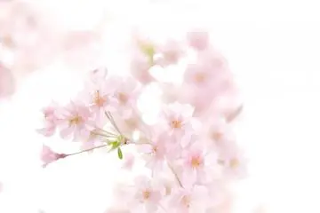 <p>Weeping cherry tree looking like a water painting in pale pink</p>